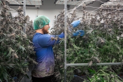 The-Artisan-Grown-Process-For-Growing-Oregon-Indoor-Cannabis